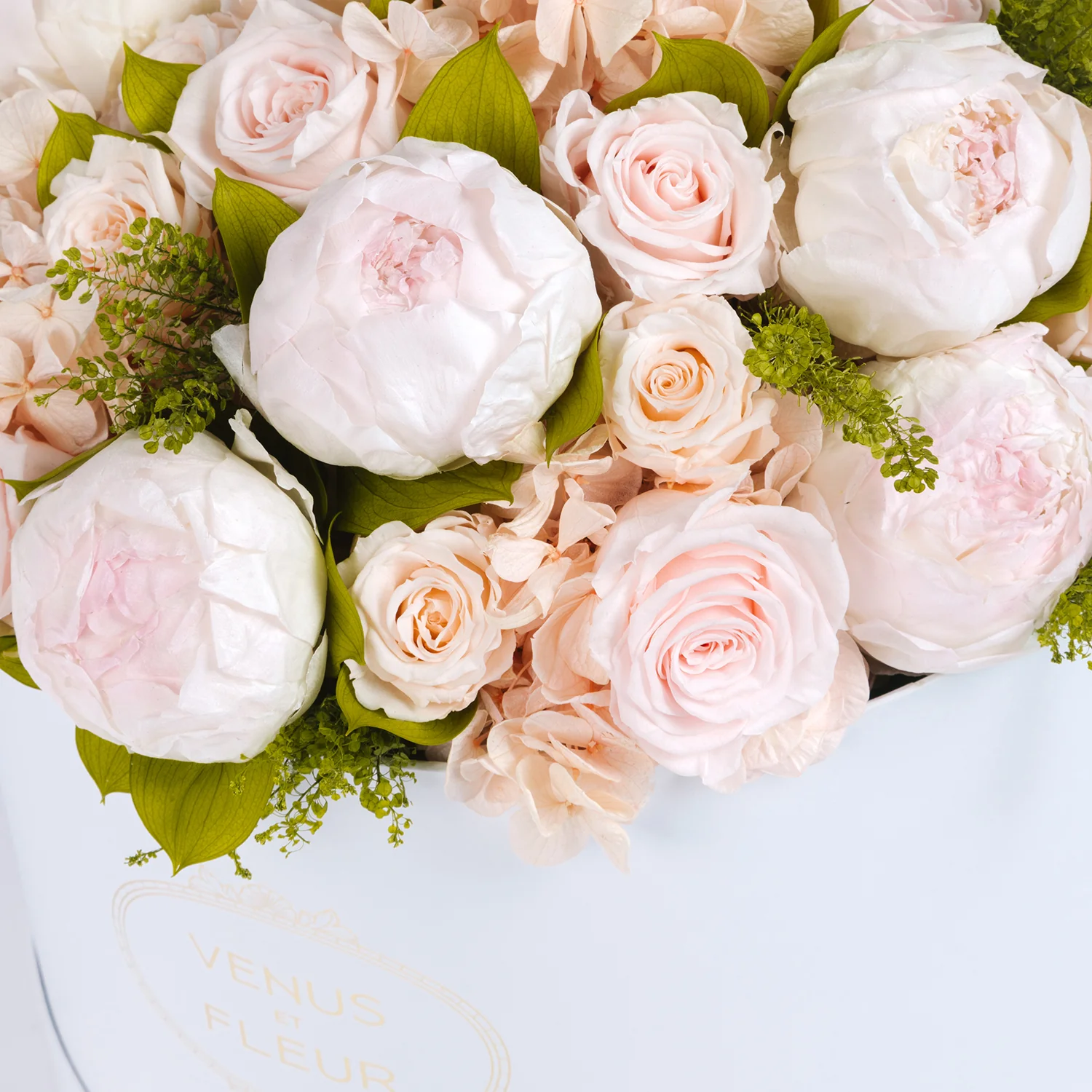 The Grand Venus - Image 3